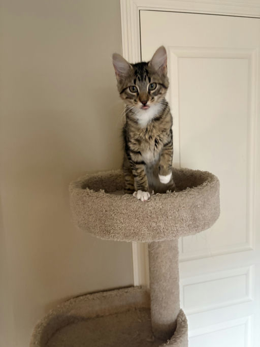 cats - Galileo Image 3