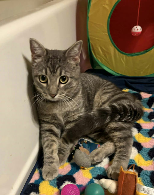 cats - Merlin Image 12