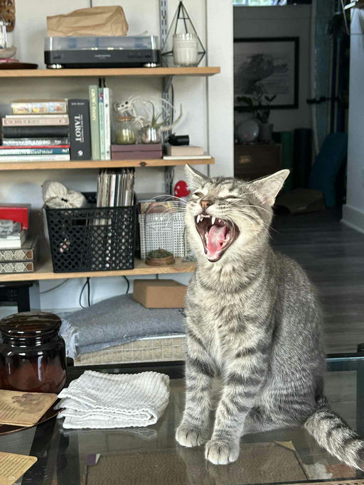 cats - Merlin Image 5