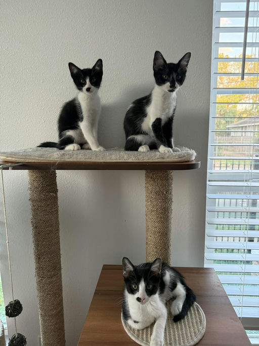 cats - Muffin Image 0