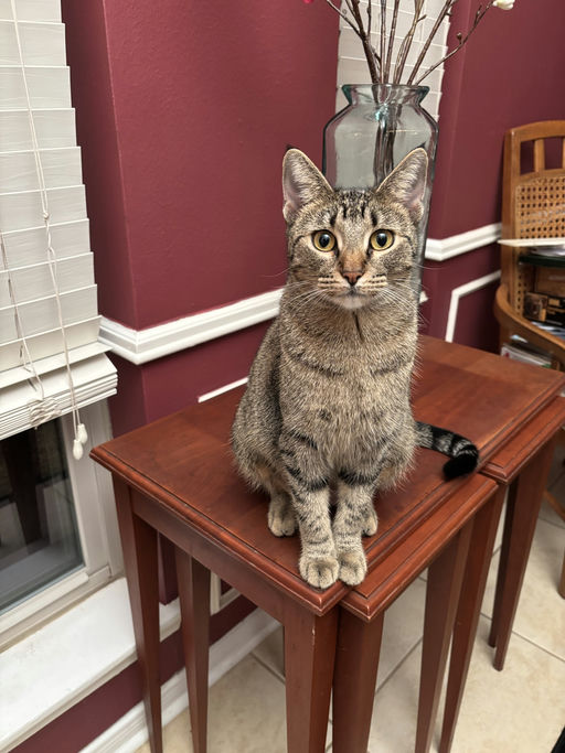 cats - Hunter Image 0