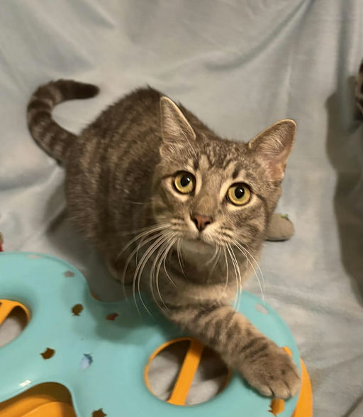 cats - Merlin Image 20