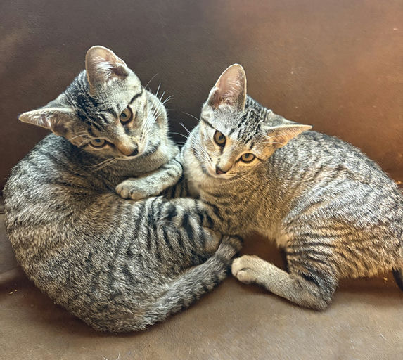 cats - Figaro Image 1