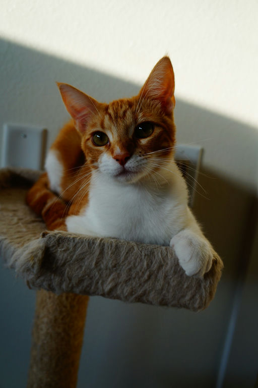 cats - Barbie Image 3