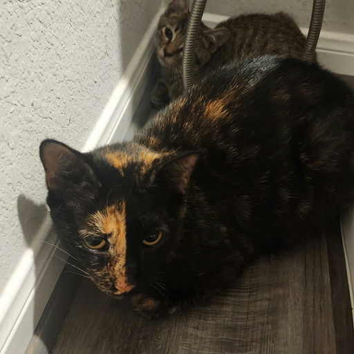 cats - Toffee Image 0