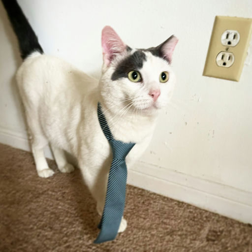 cats - Leche Image 6