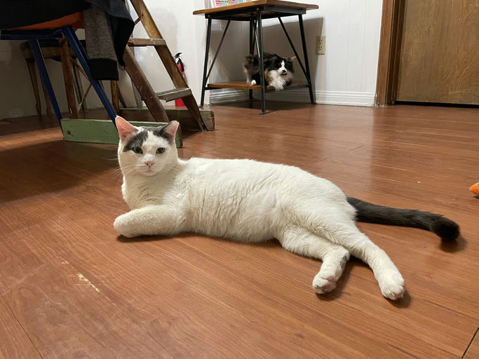 cats - Leche Image 2