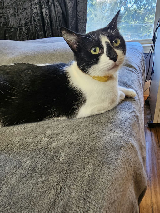 cats - HollyGoLightly Image 3