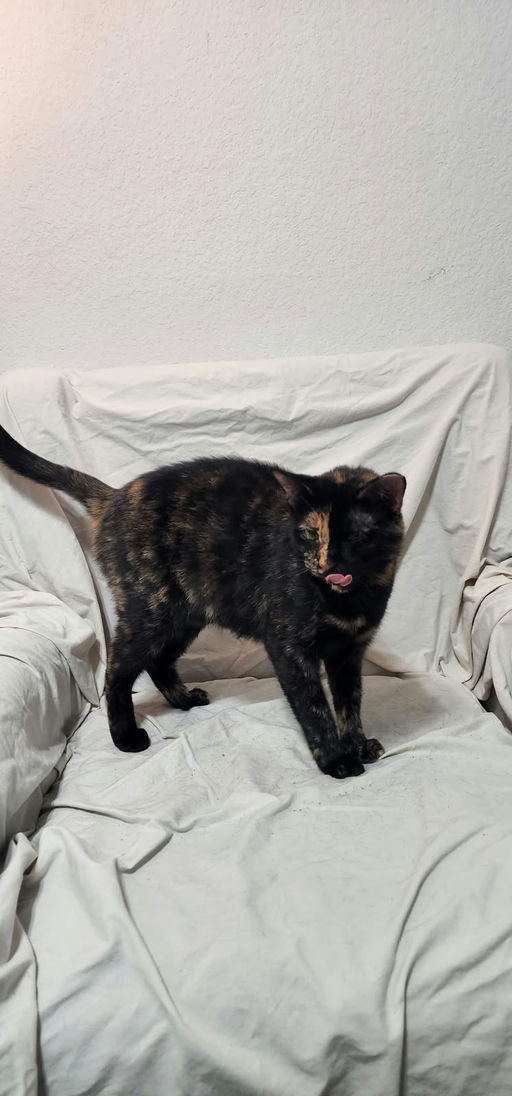 cats - Toffee Image 2