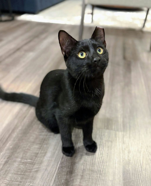 cats - Shadow Image 5