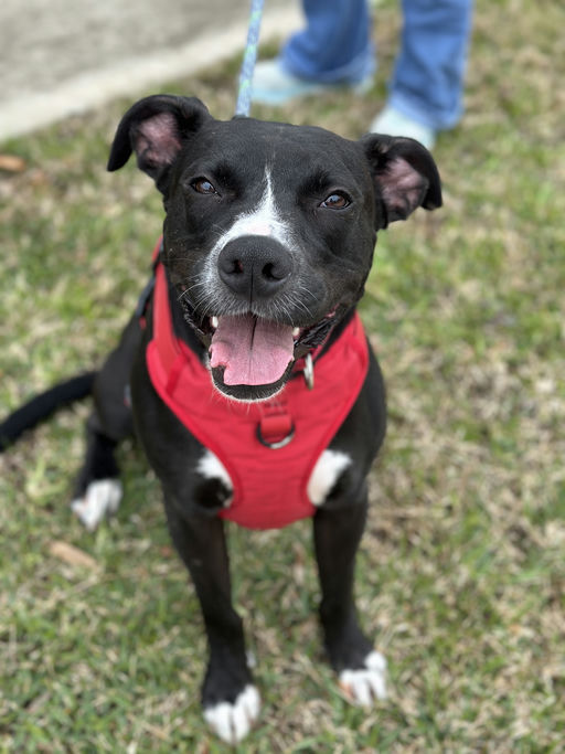 dogs - Jester Image 10