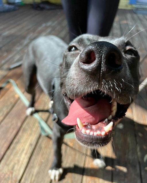 dogs - Jester Image 3