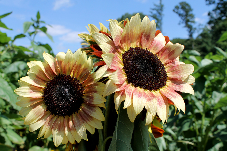Sunflower Festival at Yenser’s Tree-Farm