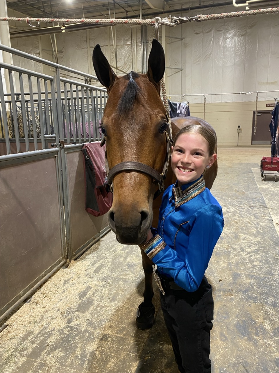 Bristol horse showing 5