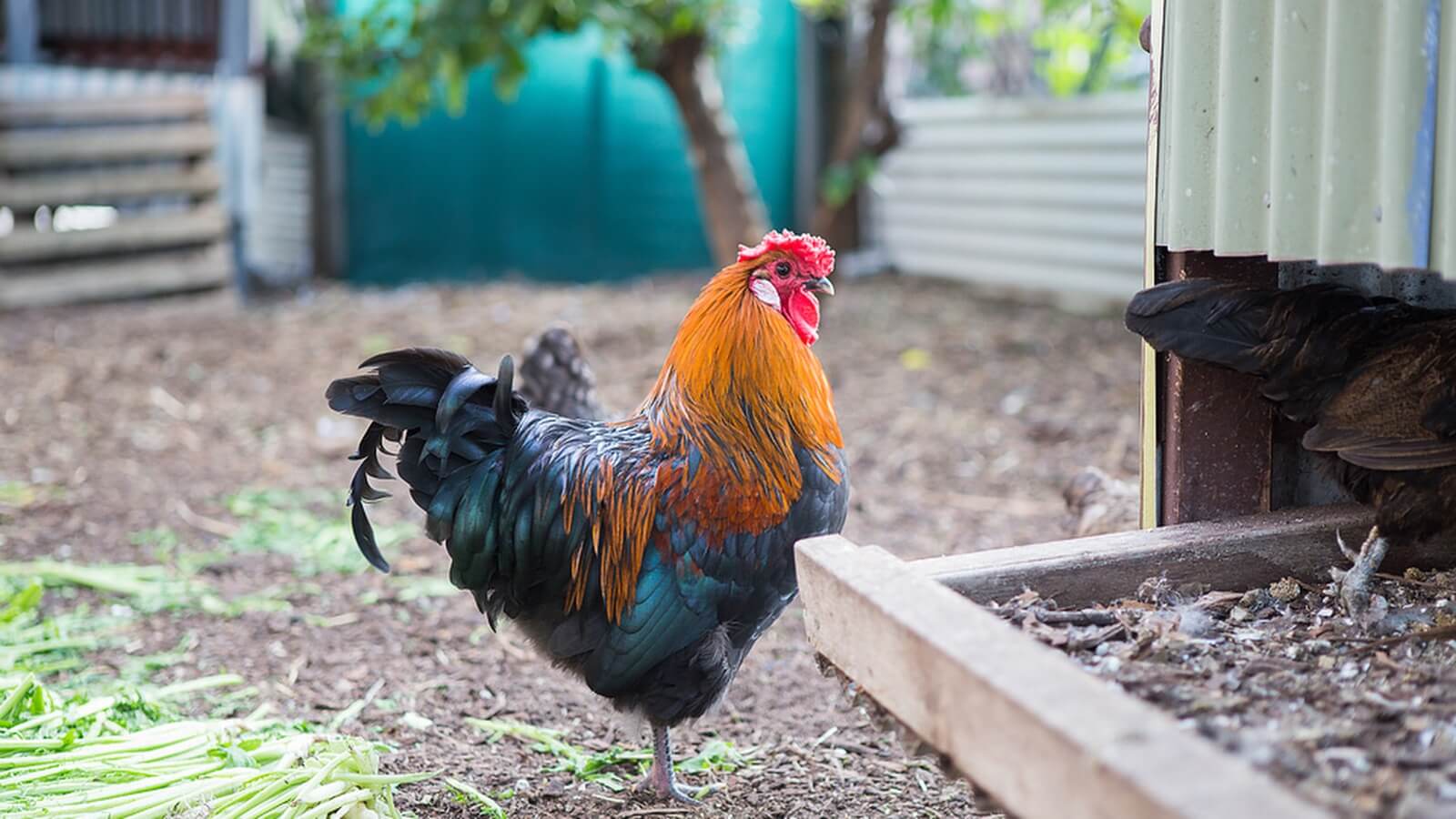 WA Urban Placemaking CF HF