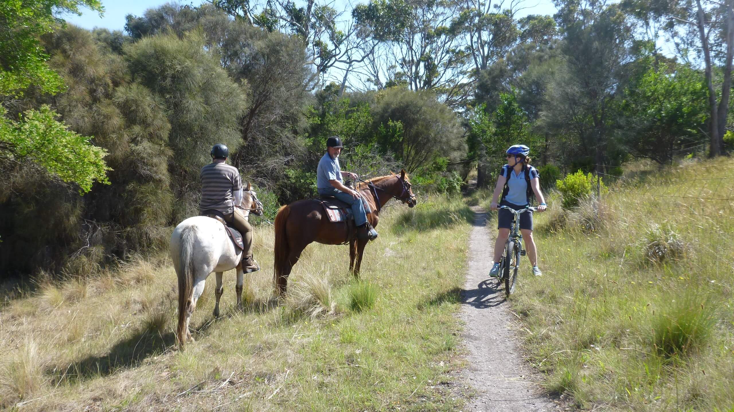 TAS Regional LGI MN SOP