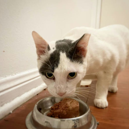 cats - Leche Image 1