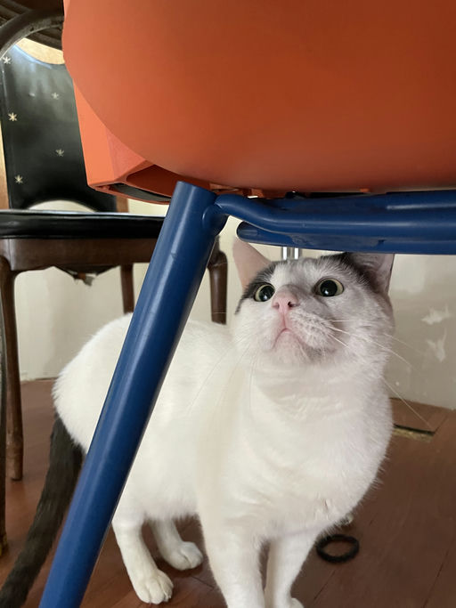 cats - Leche Image 5