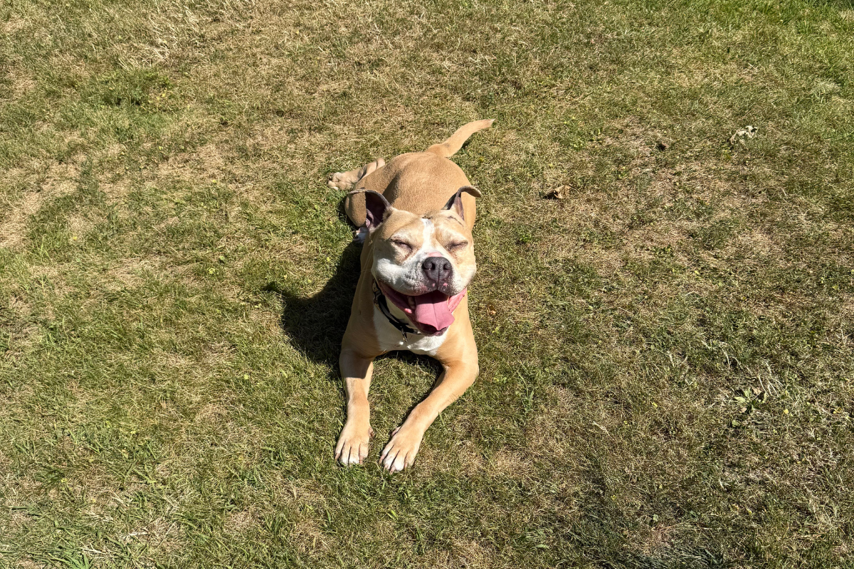 Blessing of the Pets