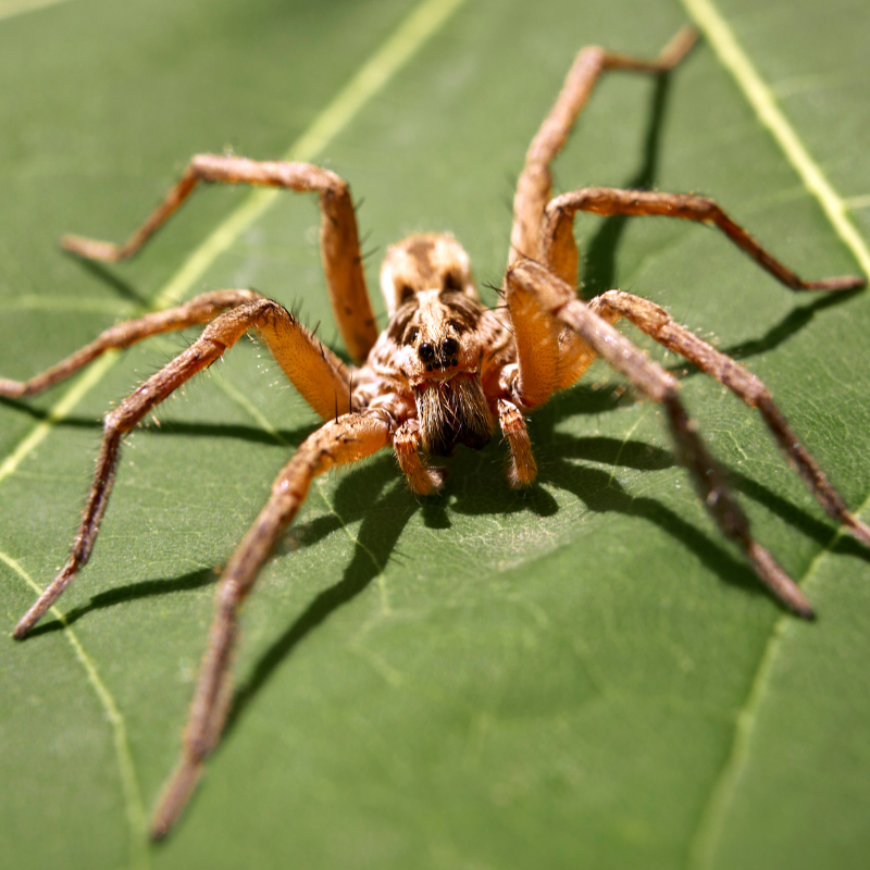 wolf spider extermination experts