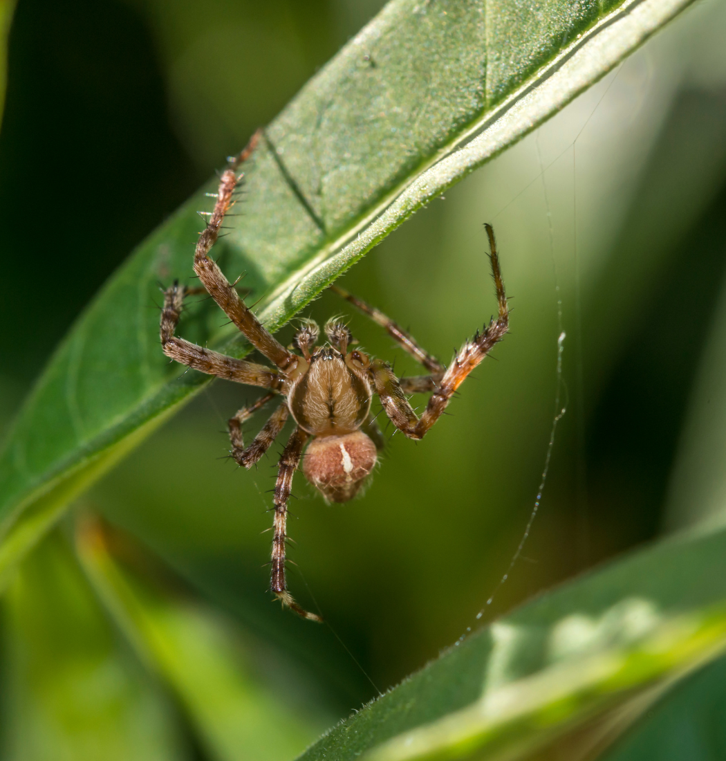 wolf spider on a leaf in a city garden