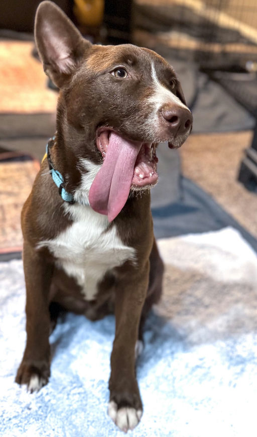 dogs - CadburyEgg Image 8