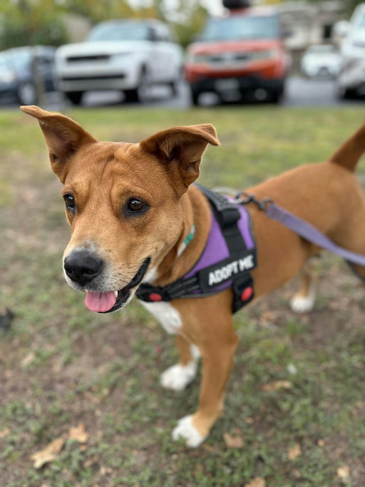 dogs - Princess Image 11