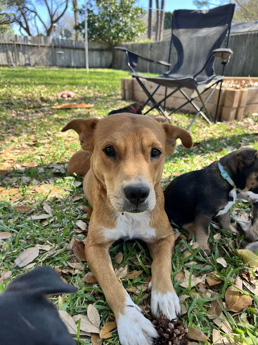 dogs - Princess Image 6