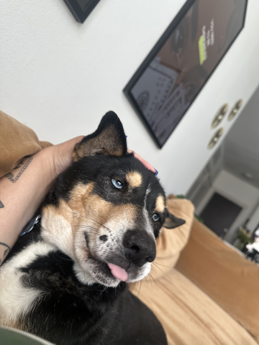 dogs - Grant Image 1