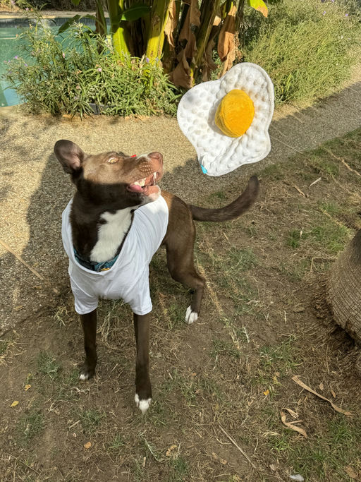 dogs - CadburyEgg Image 5