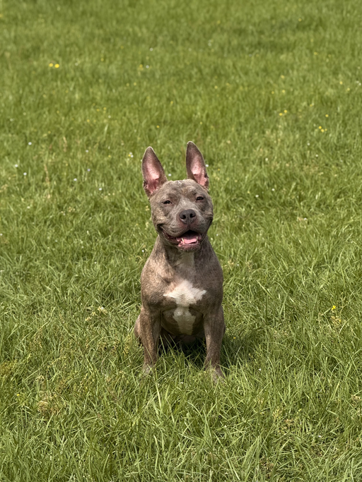 dogs - Millie Image 5