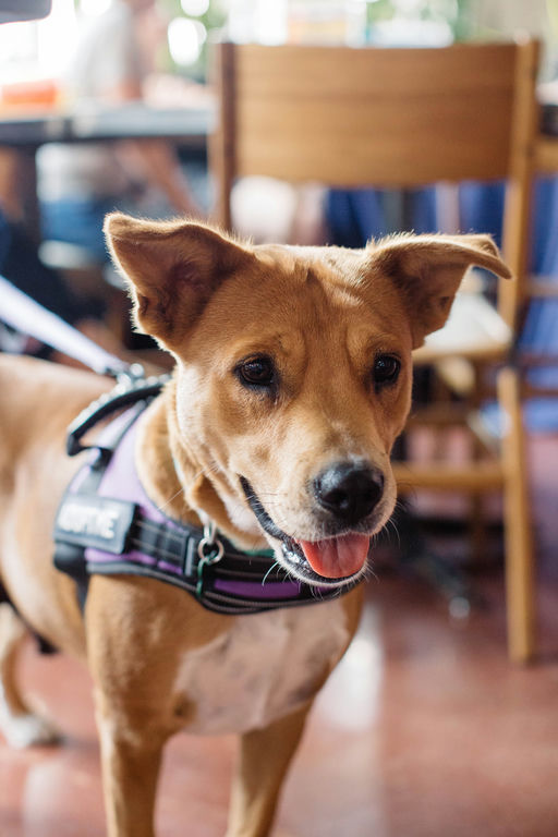 dogs - Princess Image 8