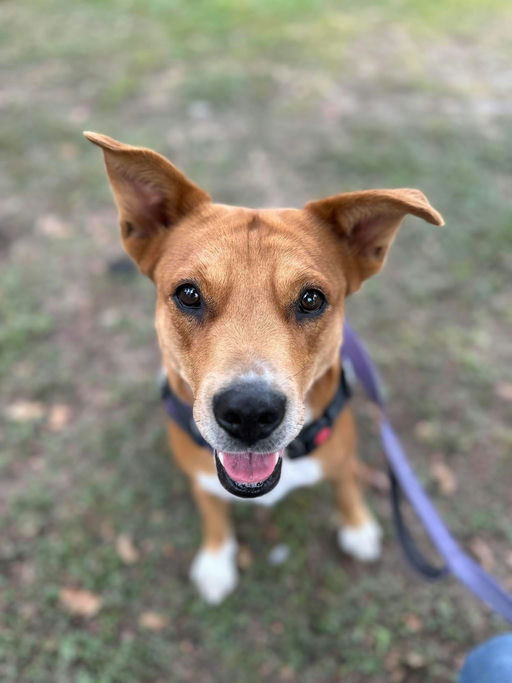 dogs - Princess Image 12