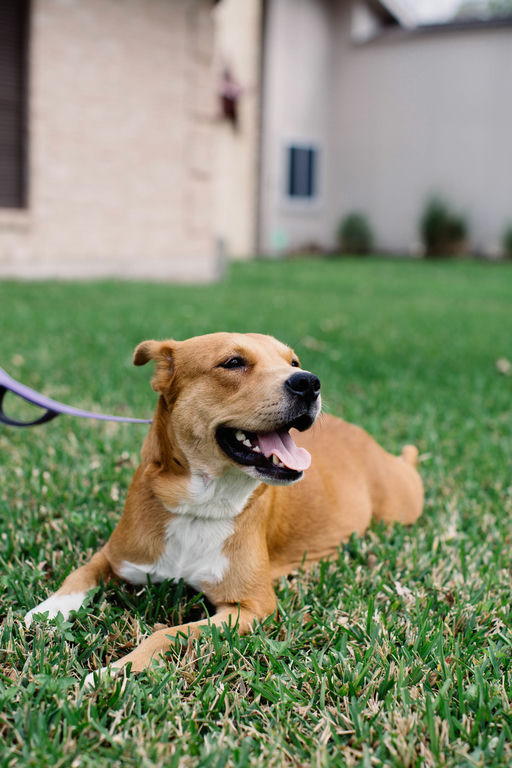 dogs - Princess Image 2