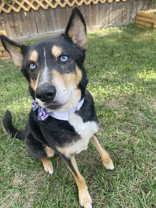 dogs - Grant Image 8