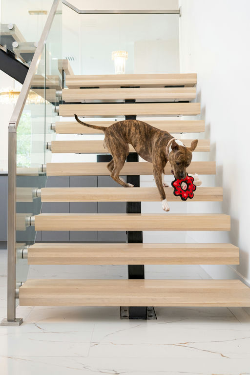 dogs - Naala Image 7