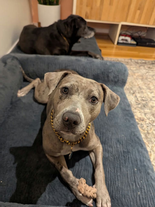 dogs - Chella Image 6