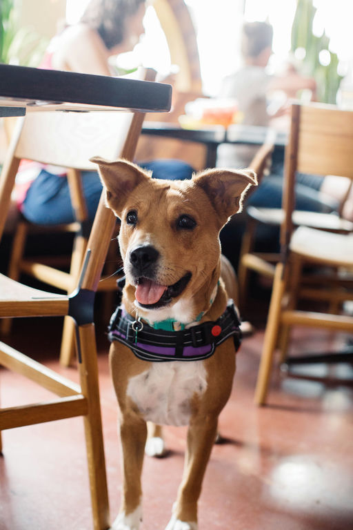 dogs - Princess Image 9