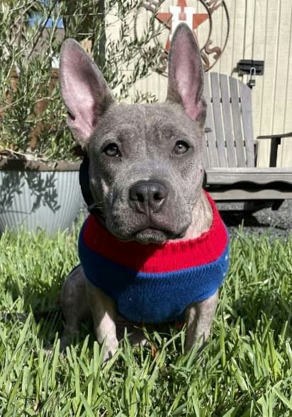 dogs - Millie Image 0