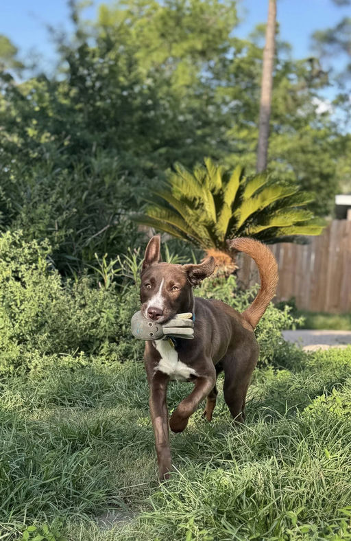 dogs - CadburyEgg Image 3