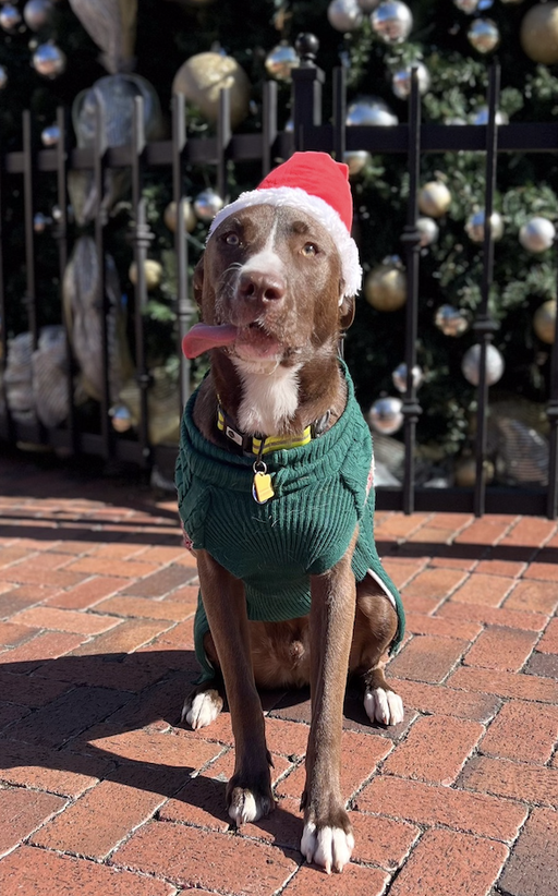 dogs - CadburyEgg Image 11