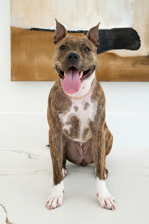 dogs - Naala Image 16