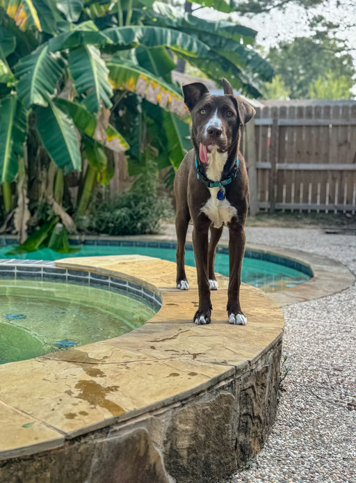 dogs - CadburyEgg Image 7