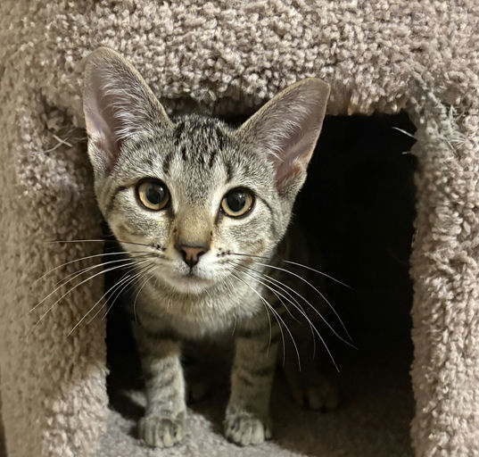 Scaramouchie - Scaramouchie