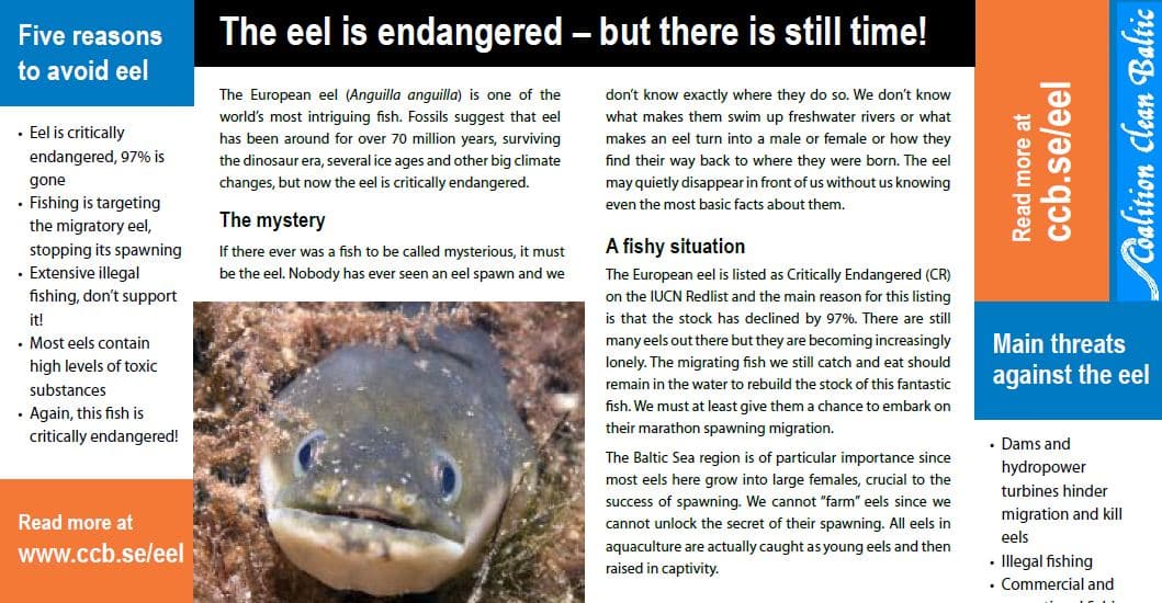 The Endangered Eel folder