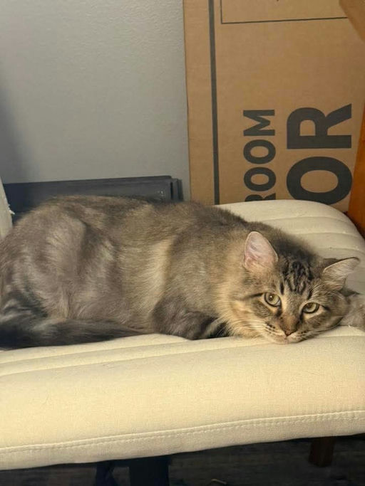 cats - Cleopatra Image 3