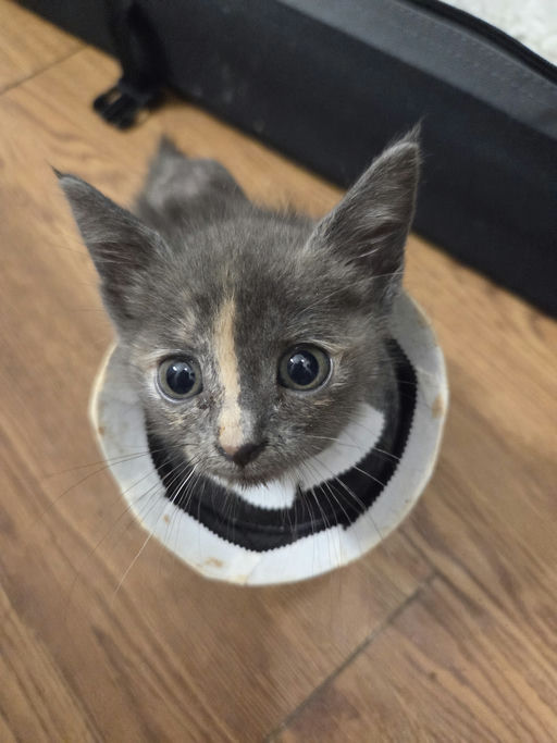 cats - Clover Image 0