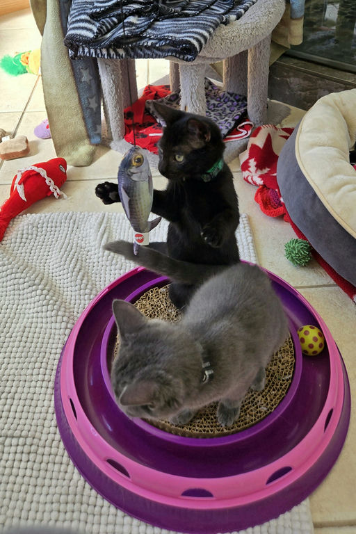 cats - Furnando Image 6