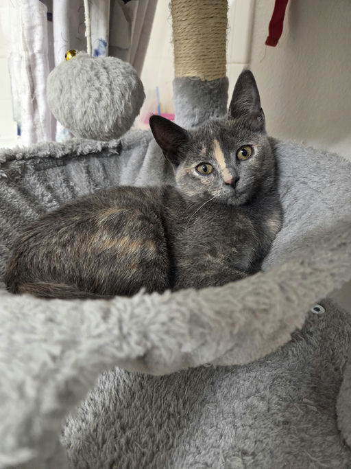 cats - Clover Image 8