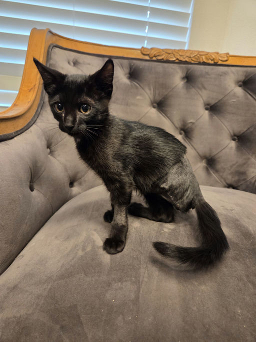 cats - Banksy Image 0